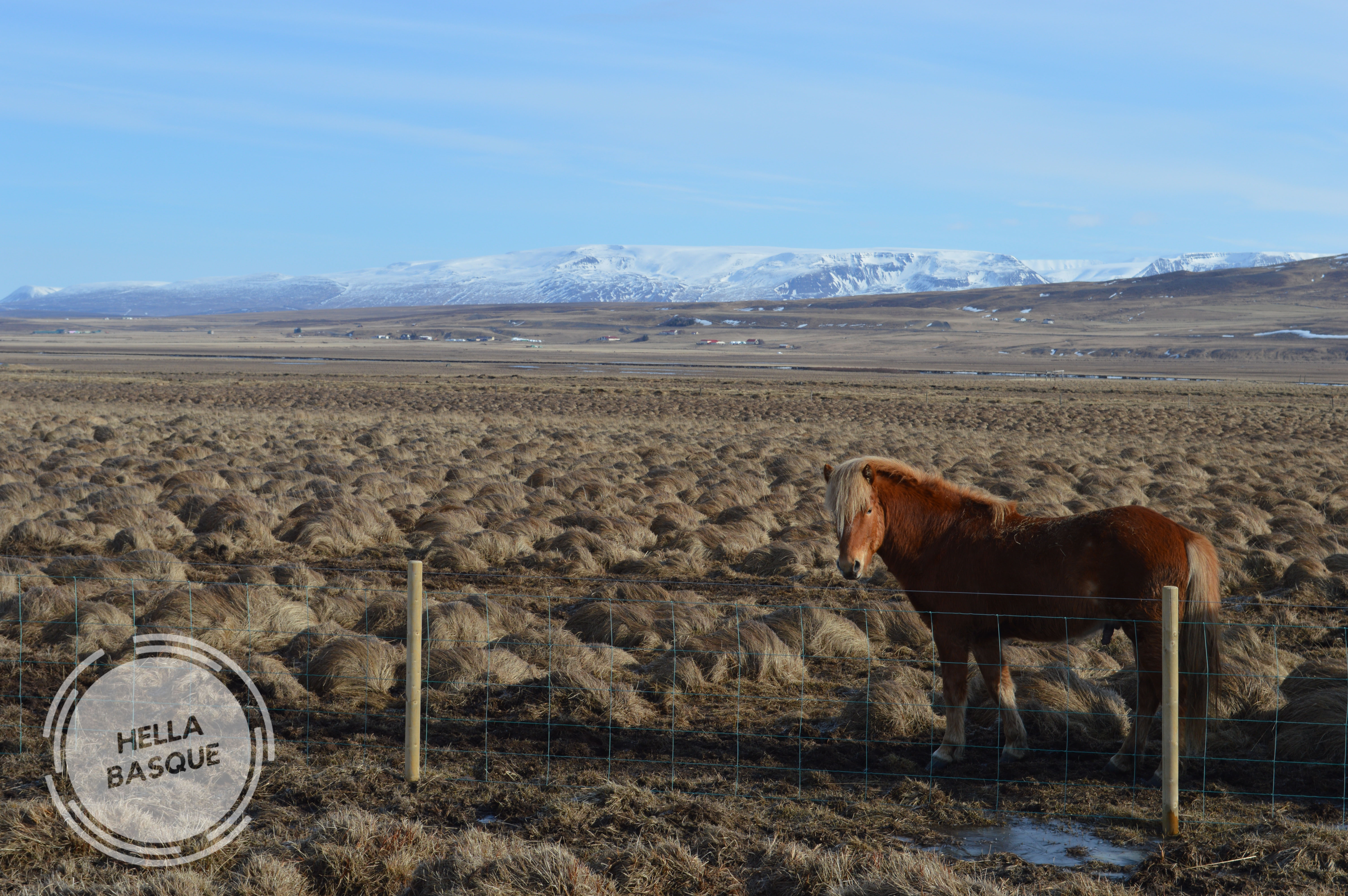 Iceland Horses, Icelandic Horses